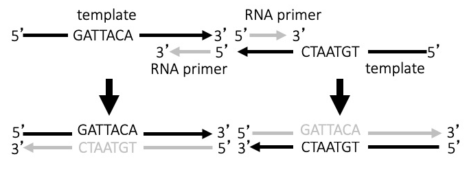 This image depicts the synthesis of new D N A via extention of the R N A primers that are attached to the single stranded D N A strands. The diagram starts with a replication of the figure from step 2. The description of this first part of the diagram is repeated here. At the left, the D N A sequence is represented as a black arrow that starts at the 5 prime end and ends at the 3 prime end. This strand has the following sequence: G A T T A C A. The D N A strand is labelled as a template. There is a short gray arrow that is aligned at the bottom right of the D N A template. This gray arrow is labelled as an R N A primer. The gray arrow goes from the 5 prime end to the 3 prime end but the 3 prime end is on the left and the 5 prime end is on the right. In this way, the 5 prime end of the R N A primer is aligned with and attached to the 3 prime end of the D N A template. At the right, the other D N A sequence is represented as a black arrow that goes from the 5 prime end to the 3 prime end; the 3 prime end is on the left and the 5 prime end is on the right. This strand has the following sequence: C T A A T G T. The D N A strand is labelled as a template. Just as before, there is a short gray arrow that is aligned at the top left of the D N A template. This gray arrow is also labelled as an R N A primer. The gray arrow goes from the 5 prime end at the left to the 3 prime end at the right. In this way, the 5 prime end of the R N A primer is aligned with and attached to the 3 prime end of the D N A template. Now, there are two thick arrows that show each of these D N A and R N A pairs being converted to new double stranded D N A molecules. The product from the left template is a double stranded D N A where the top strand is black and bears the sequence 5 prime G A T T A C A 3 prime. This strand was from the original double stranded D N A. The bottom strand is gray and bears the sequence 3 prime C T A A T G T 5 prime. This strand is newly synthesized. The product from the right template is a double stranded D N A where the top strand is gray and bears the sequence 5 prime G A T T A C A 3 prime. This strand is newly synthesized. The bottom strand is black and bears the sequence 3 prime C T A A T G T 5 prime. This strand was from the original double stranded D N A.