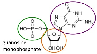 This image is of guanosine monophosphate: C1=NC2=C(N1C3C(C(C(O3)COP(=O)(O)O)O)O)N=C(NC2=O)N