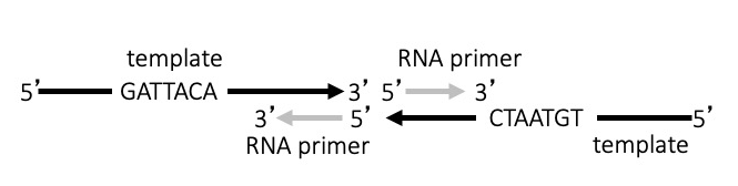 This image depicts R N A primers attaching to the single stranded D N A strands. At the left, the D N A sequence is represented as a black arrow that starts at the 5 prime end and ends at the 3 prime end. This strand has the following sequence: G A T T A C A. The D N A strand is labelled as a template. There is a short gray arrow that is aligned at the bottom right of the D N A template. This gray arrow is labelled as an R N A primer. The gray arrow goes from the 5 prime end to the 3 prime end but the 3 prime end is on the left and the 5 prime end is on the right. In this way, the 5 prime end of the R N A primer is aligned with and attached to the 3 prime end of the D N A template. At the right, the other D N A sequence is represented as a black arrow that goes from the 5 prime end to the 3 prime end; the 3 prime end is on the left and the 5 prime end is on the right. This strand has the following sequence: C T A A T G T. The D N A strand is labelled as a template. Just as before, there is a short gray arrow that is aligned at the top left of the D N A template. This gray arrow is also labelled as an R N A primer. The gray arrow goes from the 5 prime end at the left to the 3 prime end at the right. In this way, the 5 prime end of the R N A primer is aligned with and attached to the 3 prime end of the D N A template.
