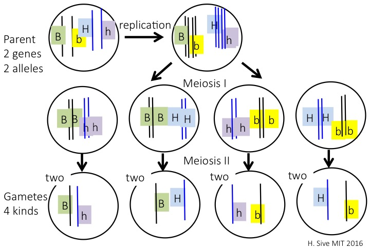 This diagram depicts a cell that undergoes meiosis. The cell has two pairs of homologous chromosomes, each with one gene, undergoing meiosis. Each gene has two alleles. One chromosome carries a gene with alleles big B or small b. The other chromosome carries a gene with alleles big H or small h. The parent cell is diploid and has a genotype of big B small b and big H small h. First, there is a cell, represented as a circle, that has two chromosomes. These chromosomes are each represented as a line in the cell. One chromosome is labelled A 1 and the other is labeled A 2. Then, an arrow labelled D N A replication points from this first cell diagram to a second cell diagram. This second circle contains four lines that represent the two copies of the two original chromosomes. The two lines labelled A 1 are paired and the other two lines labelled A 2 are paired. There are two arrows that stem from the second cell diagram, and each one points to a new cell to indicate that the original cell has divide into two new cells. In this step, known as Meiosis I, the homologous chromosomes separate. Therefore, one of these new cells contains the two paired A 1 chromosomes and the other new cell contains the two paired A 2 chromosomes. The next step is labelled Meiosis II and is when sister chromatids separate. Each of the two cells produced from Meiosis I divides to produce two new cells. Each of these new cells contains one copy of one chromosome. Therefore, a total of four cells are produced. Two of these product cells have a single copy of the A 1 chromosome, and two of these product cells have a single copy of the A 2 chromosome. Thus, the products of meiosis are 4 haploid gametes.