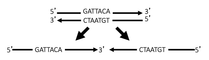 This image depicts double stranded D N A being separated into two pieces of single stranded D N A. The top strand represented as a black arrow that starts at the 5 prime end and ends at the 3 prime end. A sequence is given in the middle of the arrow. The sequence is G A T T A C A. The bottom strand is complementary and antiparallel. The bottom strand also represented as a black arrow that goes from the 5 prime end to the 3 prime end; the 3 prime end is on the left and the 5 prime end is on the right. The sequence of this strand is C T A A T G T. This double stranded D N A has two thick arrows that show it being separated into two single stranded molecules. The top strand is shown on the left and the bottom strand is shown on the right. 