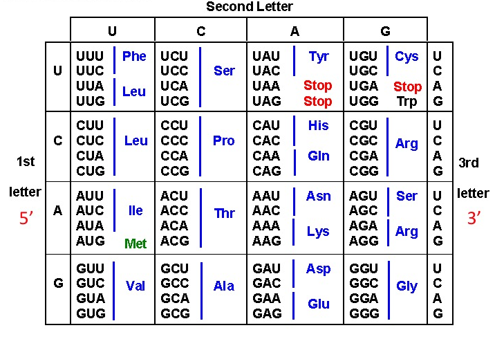 Here is a codon chart that is used to identify the amino acids that correspond to each R N A codon. The chart has 4 rows and 4 columns, both of which correspond to the 4 possible nucleotides of R N A (which are U, C, A, G). The rows correspond to the first letter of the codon (at the 5 prime end of the sequence) and is selected first. Then, a column is chosen; the columns correspond to the second letter of the codon. Then, the 4 possible codons (corresponding to the 4 possible options for the third letter (at the 3 prime end of the sequence)) are listed in the selected box with the corrresponding amino acid written next to the codon. Each amino acid is notated with its three-letter abreviation. The codons of all the boxes will now be enlisted in the order (from left to right) written on the chart: U U U = Phenylalanine or P h e, U U C = Phenylalanine or P h e, U U A = Leucine or L e u, U U G = Leucine or L e u, U C U = Serine or S e r, U C C = Serine or S e r, U C A = Serine or S e r, U C G = Serine or S e r, U A U = Tyrosine or T y r, U A C = Tyrosine or T y r, U A A = STOP, U A G = STOP, U G U = Cysteine or C y s, U G C = Cysteine or C y s, U G A = STOP, U G G = Tryptophan or T r p, C U U = Leucine or L e u, C U C = Leucine or L e u, C U A = Leucine or L e u, C U G = Leucine or L e u, C U A = Leucine or L e u, C U G = Leucine or L e u, C C U = Proline or P r o, C C C = Proline or P r o, C C A = Pro, C C G = Proline or P r o, C A U = Histidine or H i s, C A C = Histidine or H i s, C A A = Glutamine or G l n, C A G = Glutamine or G l n, C G U = Arginine or A r g, C G C = Arginine or A r g, C G A = Arginine or A r g, C G G = Arginine or A r g, A U U = Isoleucine or I l e, A U C = Isoleucine or I l e, A U A = Isoleucine or I l e, A U G = Methionine or M e t, A C U = Threonine or T h r, A C C = Threonine or T h r, A C A = Threonine or T h r, A C G = Threonine or T h r, A A U = Asparagine or A s n, A A C = Asparagine or A s n, A A A = Lysine or L y s, A A G = Lysine or L y s, A G U = Serine or S e r, A G C = Serine or S e r, A G A = Arginine or A r g, A G G = Arginine or A r g, G U U = Valine or V a l, G U C = Valine or V a l, G U A = Valine or V a l, G U G = Valine or V a l, G C U = Alanine or A l a, G C C = Alanine or A l a, G C A = Alanine or A l a, G C G = Alanine or A l a, G A U = Aspartic acid or A s p, G A C = Aspartic acid or A s p, G A A = Glutamic acid or G l u, G A G = Glutamic acid or G l u, G G U = Glycine or G l y, G G C = Glycine or G l y, G G A = Glycine or G l y, G G G = Glycine or G l y.