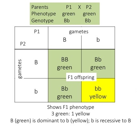 This image shows a Punnett Square, which is a 3 by 3 table. Here, the big B allele is dominant to small b, and small b is recessive to big B. Big B is associated with a green phenotype, and small b is associated with a yellow phenotype. Above the Punnett Square, the information about the genetic cross is given as follows. The cross is between two individuals that are each from parental strains. One individual is referred to as P1 and the other is P2. Both P1 and P2 have a green phenotype. The genotype of P1 is large B small b. The genotype of P2 is also large B small b. Now, in the table, each allele of P1&rsquo;s genotype is written in a column of the first row and each allele of P2&rsquo;s genotype is written in a row of the first column. These boxes represent the possible gametes of each parent. The box corresponding to the first row and first column is left blank. Thus, the second column of the first row contains a large B and the third column of the first row contains a small b. The second row of the first column contains a large B and the third row of the first column contains a small b. The remaining 4 boxes are the potential genotypes of the F1 offspring. The contents of first row are propagated down to the rows underneath. Similarly, the contents of the first column are propagated to the right to the subsequent columns. Therefore, the remaining boxes of the Punnett Square are as follows. In the second row, the second column has a genotype of large B large B and has a green phenotype. The third column of the second row has a genotype of large B small b and has a green phenotype. In the third row, the second column has a genotype of large B small b and has a green phenotype. The third column of the third row has a genotype of small b small b and has a yellow phenotype. The phenotypic ratio of offspring produced from this cross will 3 green offspring to every 1 yellow offspring.
