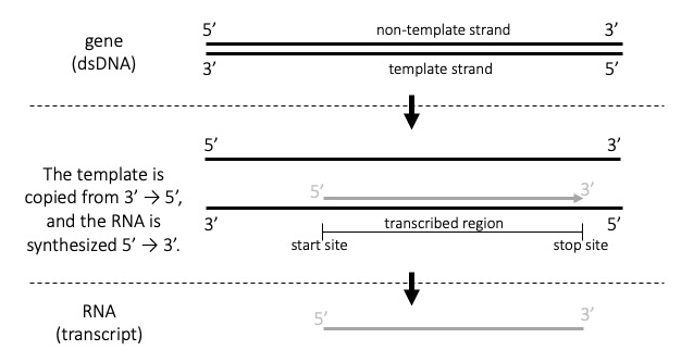This figure shows the process of transcription. The figure is divided by dashed lines into three sections. The first section is captioned: gene (d s D N A). Here, a double stranded D N A is shown as a pair of horizontal black lines. The top line is labelled as the non-template strand with a 5 prime label on its left end and a 3 prime label on its right end. The bottom line is labelled as the template strand with a 3 prime label on its left end and a 5 prime label on its right end. There is a thick arrow spanning a dashed line to mark the transition to the second section. The two DNA strands are repeated in the second section, although now they are separated by a larger distance. There is a gray arrow that points from a 5 prime label on its left end to a 3 prime label on its right end. This gray arrow is aligned on just above the bottom D N A strand, which is the template strand and runs from 3 prime on the left to 5 prime on the right. Below the bottom D N A strand is a bracket that spans the length and location of the gray arrow. The bracket is labelled as the transcribed region. Furthermore, the left side of the bracket is labelled as the start site and the right side of the bracket is labelled as the stop site. This second section has the following caption: The template is copied from 3 prime to 5 prime, and the RNA is synthesized 5 prime to 3 prime. There is another thick arrow spanning a dashed line to mark the transition to the third and final section. This section is captioned: R N A (transcript). The gray arrow from before is copied in this third section as a gray line and is labelled 5 prime on its left end and 3 prime on its right end.