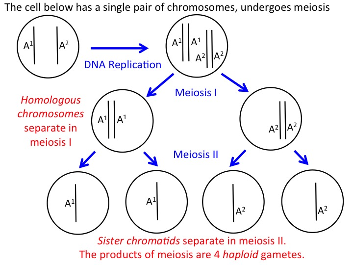 This diagram depicts a cell with a pair of homologous chromosomes undergoing meiosis. First, there is a cell, represented as a circle, that has two chromosomes. These chromosomes are each represented as a line in the cell. One chromosome is labelled A 1 and the other is labeled A 2. Then, an arrow labelled D N A replication points from this first cell diagram to a second cell diagram. This second circle contains four lines that represent the two copies of the two original chromosomes. The two lines labelled A 1 are paired and the other two lines labelled A 2 are paired. There are two arrows that stem from the second cell diagram, and each one points to a new cell to indicate that the original cell has divide into two new cells. In this step, known as Meiosis I, the homologous chromosomes separate. Therefore, one of these new cells contains the two paired A 1 chromosomes and the other new cell contains the two paired A 2 chromosomes. The next step is labelled Meiosis II and is when sister chromatids separate. Each of the two cells produced from Meiosis I divides to produce two new cells. Each of these new cells contains one copy of one chromosome. Therefore, a total of four cells are produced. Two of these product cells have a single copy of the A 1 chromosome, and two of these product cells have a single copy of the A 2 chromosome. Thus, the products of meiosis are 4 haploid gametes.
