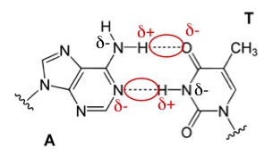 This image is of adenine C1=NC2=NC=NC(=C2N1)N and thymine CC1=CNC(=O)NC1=O. One of the hydrogens from adenine&rsquo;s amine group is aligned with an oxygens of one thymine&rsquo;s adehyde groups. There is a dashed line between the H and the O. This dashed line is circled to indicate that the interaction is a hydrogen bond. That H atom is also labelled with a delta plus symbol. The N of that amine group and the O atom are both labelled with delta minus symbols. Additionally, there is a dashed line between the H atom of thymine&rsquo;s amine group and one of the N atoms of the six-membered adenine ring. This dashed line is also circled to indicate that the interaction is a hydrogen bond. This H atom is also labelled with a delta plus symbol. The N atom that the H atom forms a H bond with and the N atom from the amine group are labelled delta minus symbols.