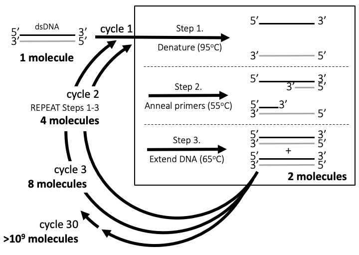 This diagram illustrates the process of P C R described above. The process starts with 1 molecule of double stranded D N A, which is shown as a pair of lines. Each line has a 5 prime or 3 prime label at each end. The top line is black and and the complementary sequence of the bottom strand is gray. An arrow labelled cycle 1 feeds into step 1, which is annotated Denature at 95 degrees Celsius. The subsequent illustration shows that the previously paired D N A strands are now separated. Step 2 is annotated Anneal primers at 55 degrees Celsius. The corresponding illustration shows that smaller D N A fragments, or primers, have paired with the orignal D N A strands. The 5 prime end of each primer is paired at the 3 prime end of the D N A strand. The top black D N A strand is paired with a gray primer. The gray primer follows the same complementary sequence as the bottom, gray D N A strand. Similarly, the bottom gray D N A strand is paired with a black primer, which follows the sequence of the top, black strand. Step 3 is annotated Extend D N A at 65 degrees Celsius. The corresponding illustration shows that each of the primers has been extended to the full length of the D N A strand that it paired with. Therefore, the end products are 2 double stranded D N A molecules, where each is composed of one black and one gray strand. This molecule is the same as the starting double stranded D N A molecule. Next, there is an arrow that circles from the prodcuts of the cycle back up to step 1. This arrow is labelled cycle 2 and indicates that steps 1 through 3 will be repeated. After cycle 2, there will be 4 molecules of double stranded D N A. Another circling arrow is labelled cycle 3, which will result in 8 molecules of double stranded D N A. A final, dashed arrow indicates that after 30 cycles, there will be greater than 10 to the ninth double stranded D N A molecules.