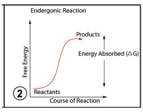 This image depicts a conceptual graph. The graph is titled Endergonic Reaction. The y axis label is Free Energy. The x axis label is Course of Reaction. There is one curve plotted on the graph that extends from a plateau at the bottom left of the plot and then curves up to a plateau at the top right of the plot. The value of the curve at the bottom left is labeled Reactants. The value of the curve at the top right is labeled Products. Finally, the value of the Energy Released, or delta G, is labeled as the difference between the value labeled Reactants and the value labeled Products.