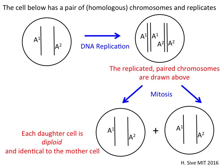 This diagram depicts the process of mitosis in which a cell with a pair of homologous chromosomes replicates. First, there is a cell, represented as a circle, that has two chromosomes. These chromosomes are each represented as a line in the cell. One chromosome is labelled A 1 and the other is labeled A 2. Then, an arrow labelled D N A replication points from this first cell diagram to a second cell diagram. This second circle contains four lines that represent the two copies of the two original chromosomes. The two lines labelled A 1 are paired and the other two lines labelled A 2 are paired. There are two additional cells that are drawn with an addition sign in between them. There are two arrows that stem from the second cell diagram, and each one points to one of these addtitional cells to indicate that the cell has divided into two new cells. The two new cells are identical with each other and the first diagram of the original cell in that they contain one A 1 chromosome and one A 2 chromosome. That is to say that each daughter cell is diploid and identical to the mother cell.
