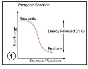 This image depicts a conceptual graph. The graph is titled Exergonic Reaction. The y axis label is Free Energy. The x axis label is Course of Reaction. There is one curve plotted on the graph that extends from a plateau at the top left of the plot and then curves down to a plateau at the bottom right of the plot. The value of the curve at the top left is labeled Reactants. The value of the curve at the bottom right is labeled Products. Finally, the value of the Energy Released, or delta G, is labeled as the difference between the value labeled Reactants and the value labeled Products.